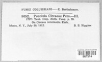 Puccinia circaeae image